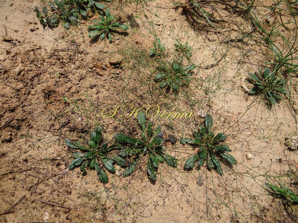  Plants